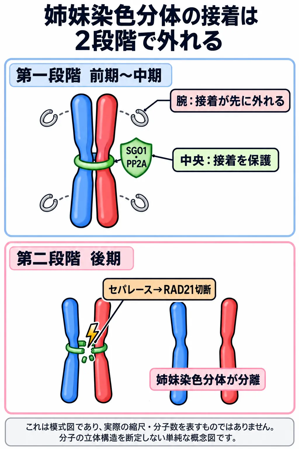 体細胞分裂で姉妹染色分体の接着が2段階で外れる模式図。前期には染色体の腕のコヒーシンが外れ、セントロメアの接着はSGO1・PP2Aに保護される。後期にはセパレースがRAD21を切断し、姉妹染色分体が分離する