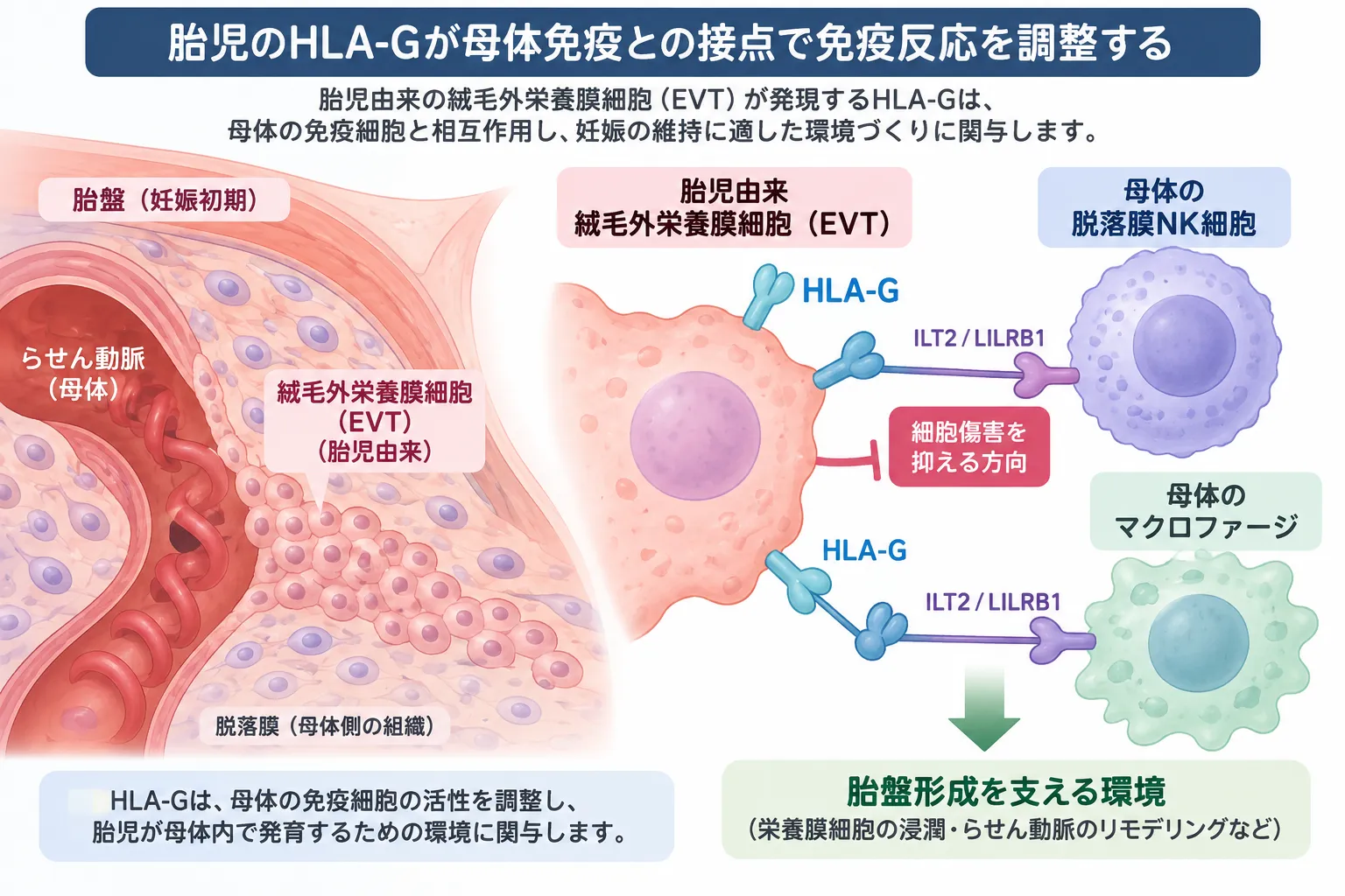 胎児由来の絨毛外栄養膜細胞（EVT）が発現するHLA-Gが母体の脱落膜NK細胞やマクロファージのILT2（LILRB1）と相互作用し、免疫反応を調整して栄養膜細胞の浸潤やらせん動脈リモデリングなど胎盤形成を支える環境に関与する模式図