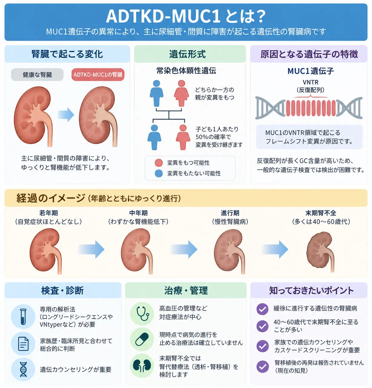 ADTKD-MUC1の原因となるMUC1遺伝子VNTRのフレームシフト変異、常染色体顕性遺伝、腎機能低下の経過、検査・治療を示す図