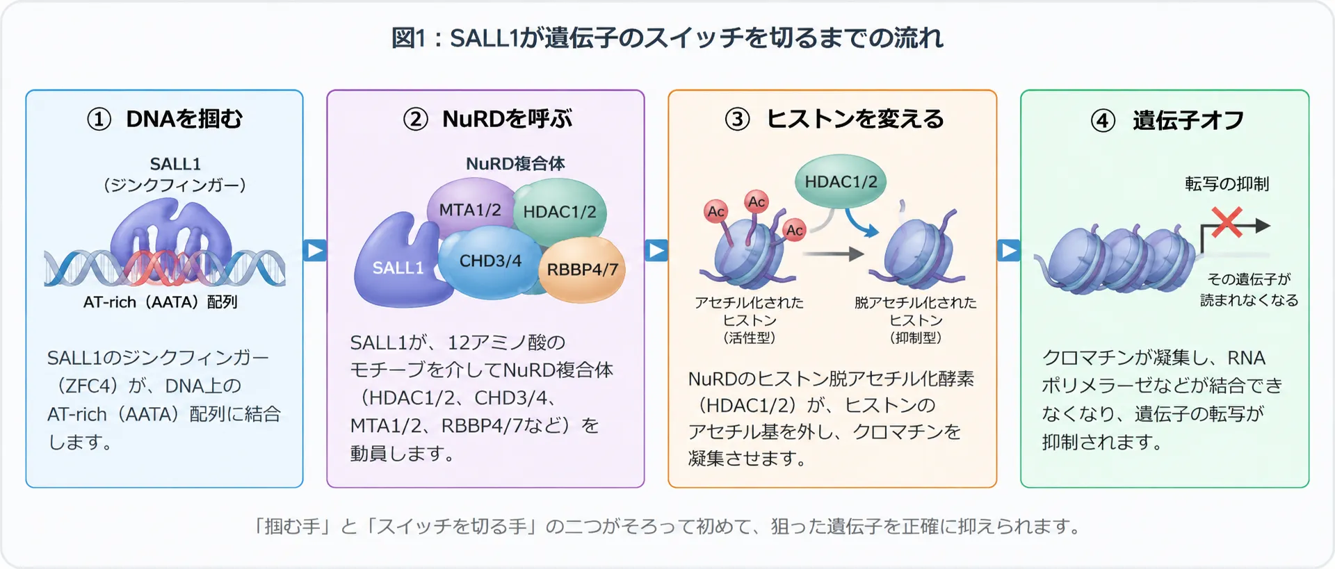 SALL1がAT-rich（AATA）DNA配列に結合し、NuRD複合体を動員してヒストンを脱アセチル化し、クロマチン凝集を介して遺伝子の転写を抑制する仕組み