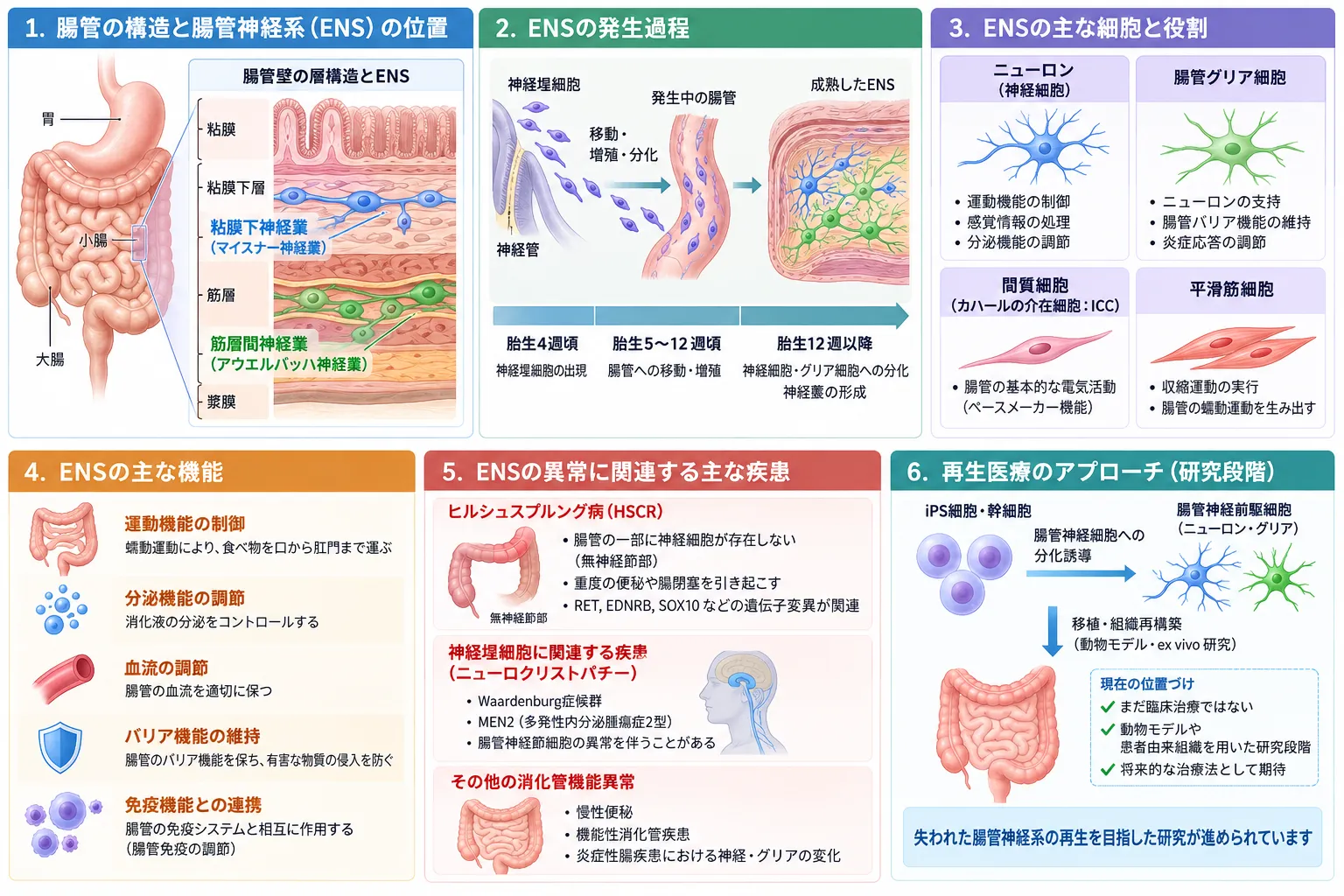 腸管神経系(ENS)の全体像を示す模式図。腸壁の粘膜下神経叢と筋層間神経叢、神経堤細胞からENSが形成される発生過程、ニューロン・腸管グリア・カハール介在細胞・平滑筋細胞の役割、腸管運動・分泌・血流・バリア・免疫の調節、ヒルシュスプルング病などの関連疾患、iPS細胞や幹細胞を用いた再生医療研究を示す。