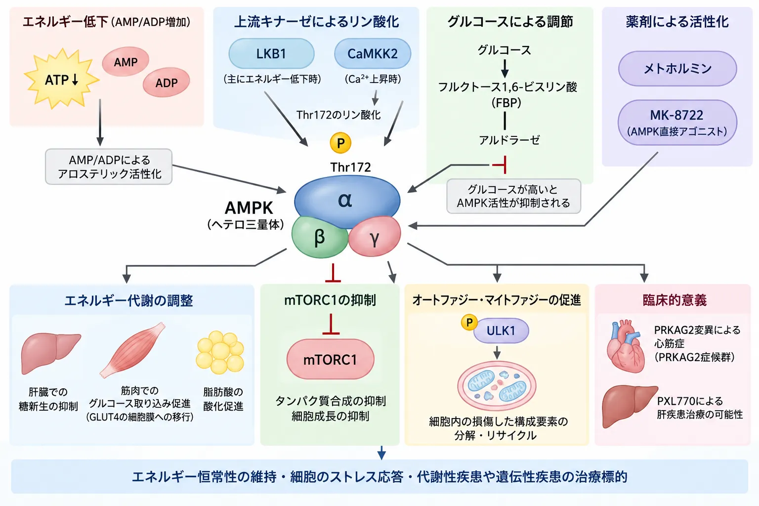 AMPKの活性化機構と下流作用を示す模式図。ATP低下とAMP・ADP増加、LKB1・CaMKK2によるThr172リン酸化、グルコース・FBP・アルドラーゼによる調節、α・β・γからなるAMPK複合体、mTORC1抑制、ULK1を介したオートファジー・マイトファジー、糖・脂質代謝、PRKAG2症候群との関連を示す