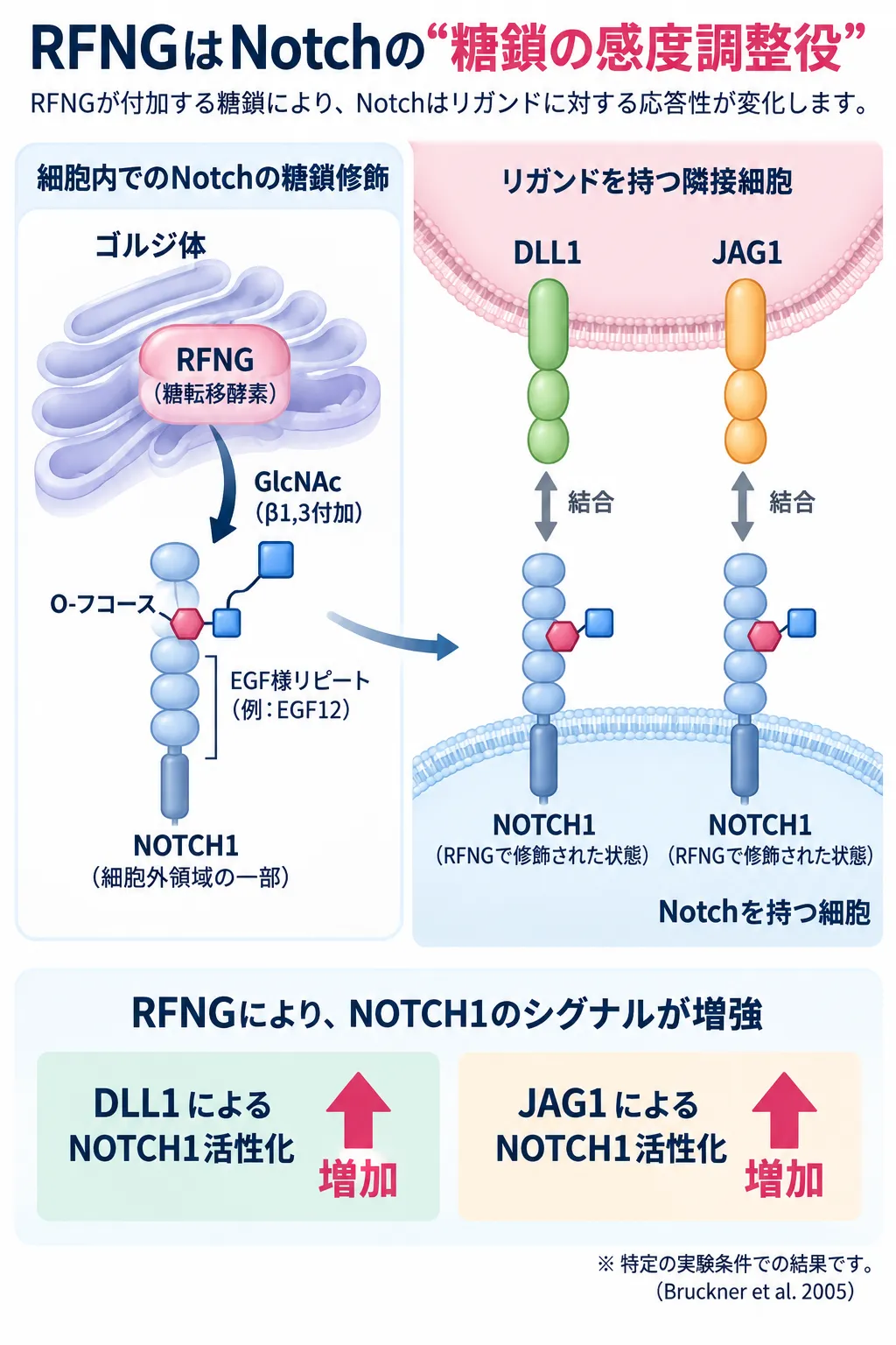 RFNGがゴルジ体でNOTCH1のO-フコースにGlcNAcを付加し、DLL1・JAG1によるNotchシグナルの応答性を調節する仕組みを示す模式図