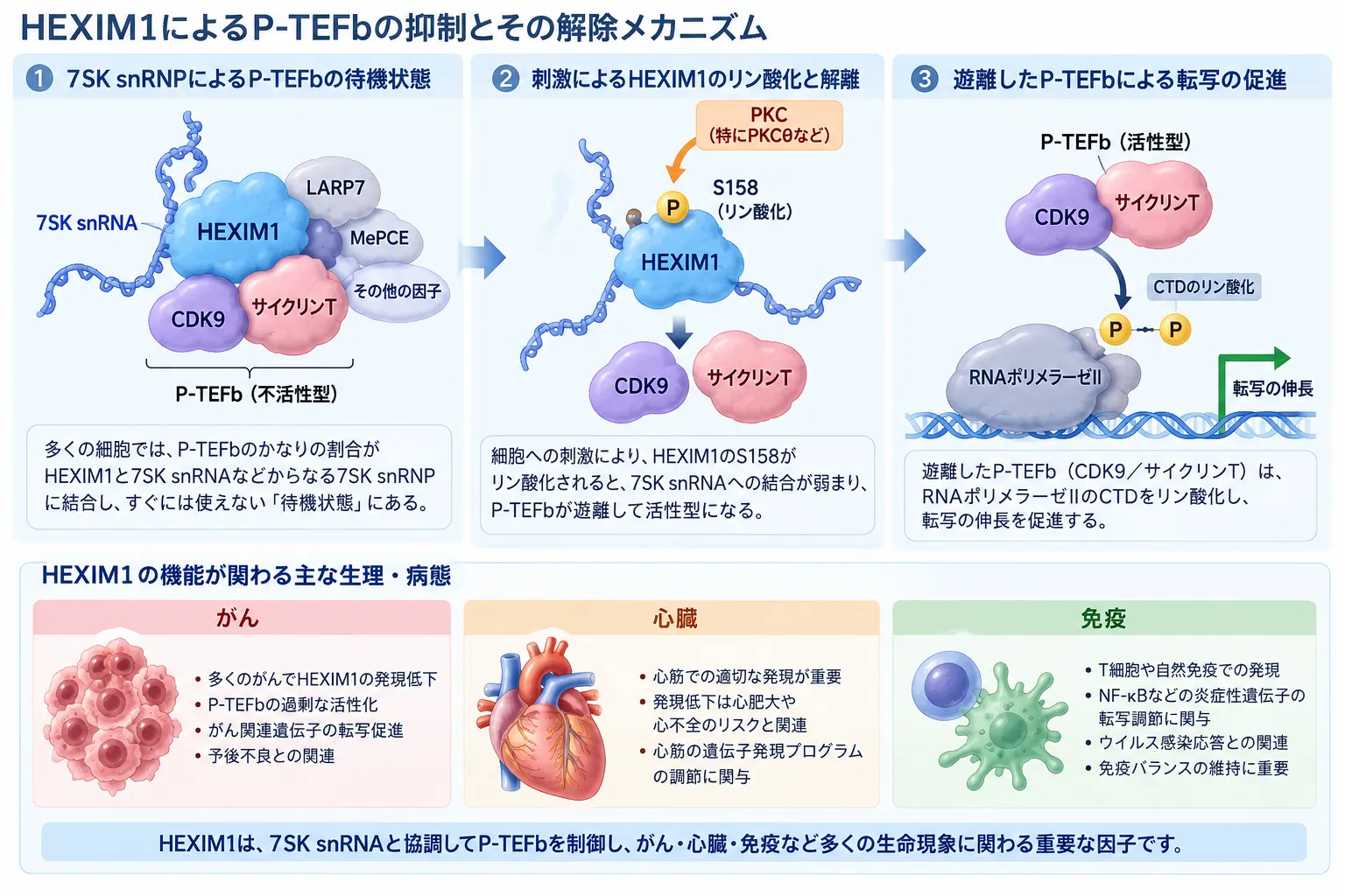 HEXIM1と7SK snRNAによるP-TEFbの隔離、S158リン酸化によるP-TEFb放出、RNAポリメラーゼIIの転写伸長促進を示す模式図