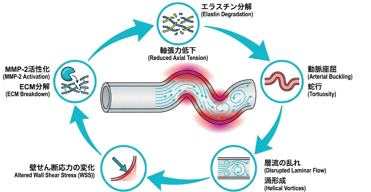 動脈蛇行の悪循環を示す図。エラスチン分解による軸張力低下が動脈の座屈・蛇行を招き、層流の乱れと渦形成、壁せん断応力（WSS）の変化、MMP-2活性化によるECM分解を経て、さらに蛇行が進む6段階のポジティブフィードバックループ。