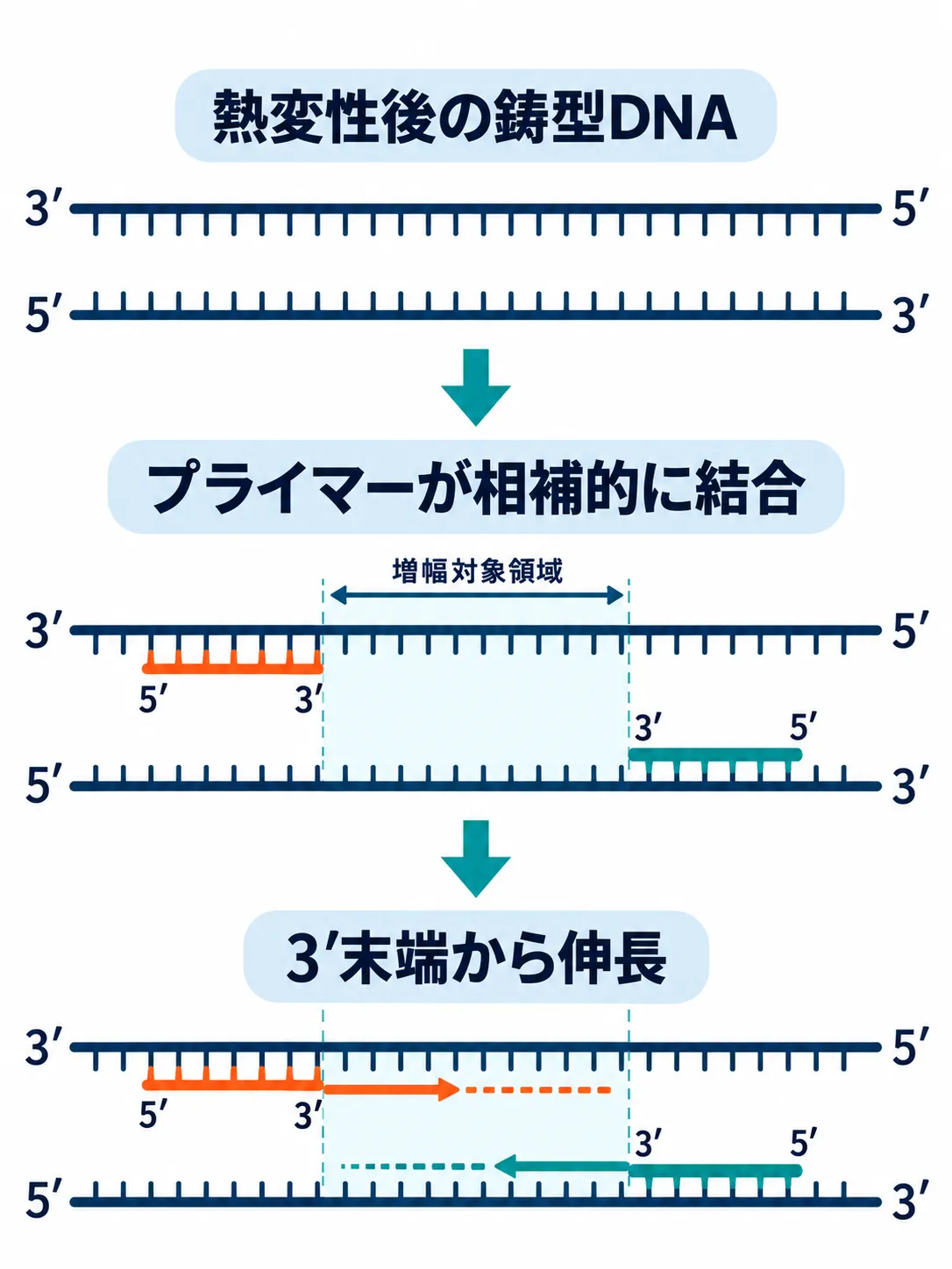 熱変性後の2本の鋳型DNAにプライマーが反対向きに結合し、それぞれの3′末端から増幅対象領域へ伸長する模式図