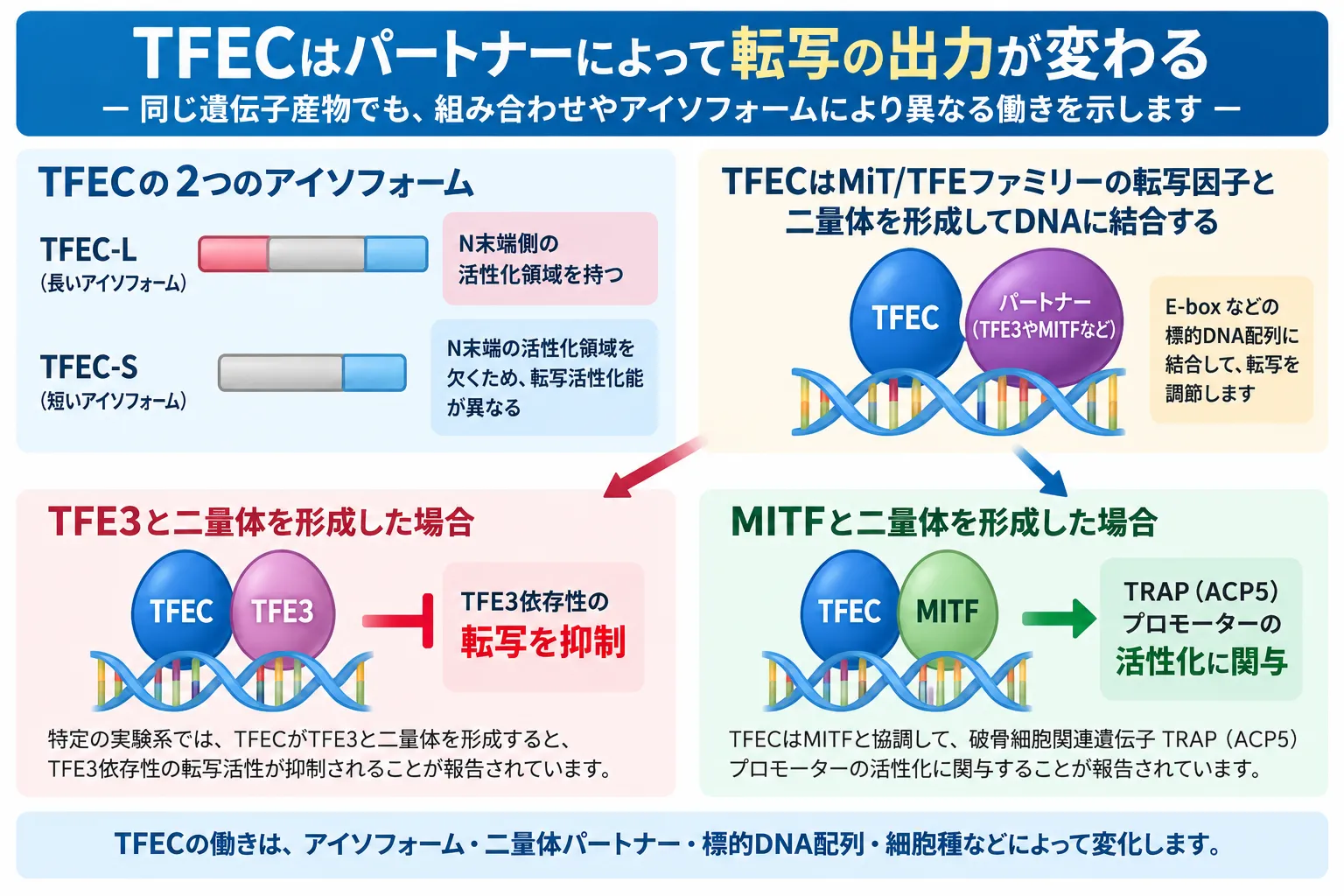 TFECのアイソフォームと二量体パートナーによる転写調節の違い TFECの長いアイソフォームTFEC-Lと短いTFEC-Sの違い、およびTFECがTFE3またはMITFと二量体を形成して標的DNAに結合し、転写抑制またはTRAP(ACP5)プロモーターの活性化に関与する仕組みを比較した模式図