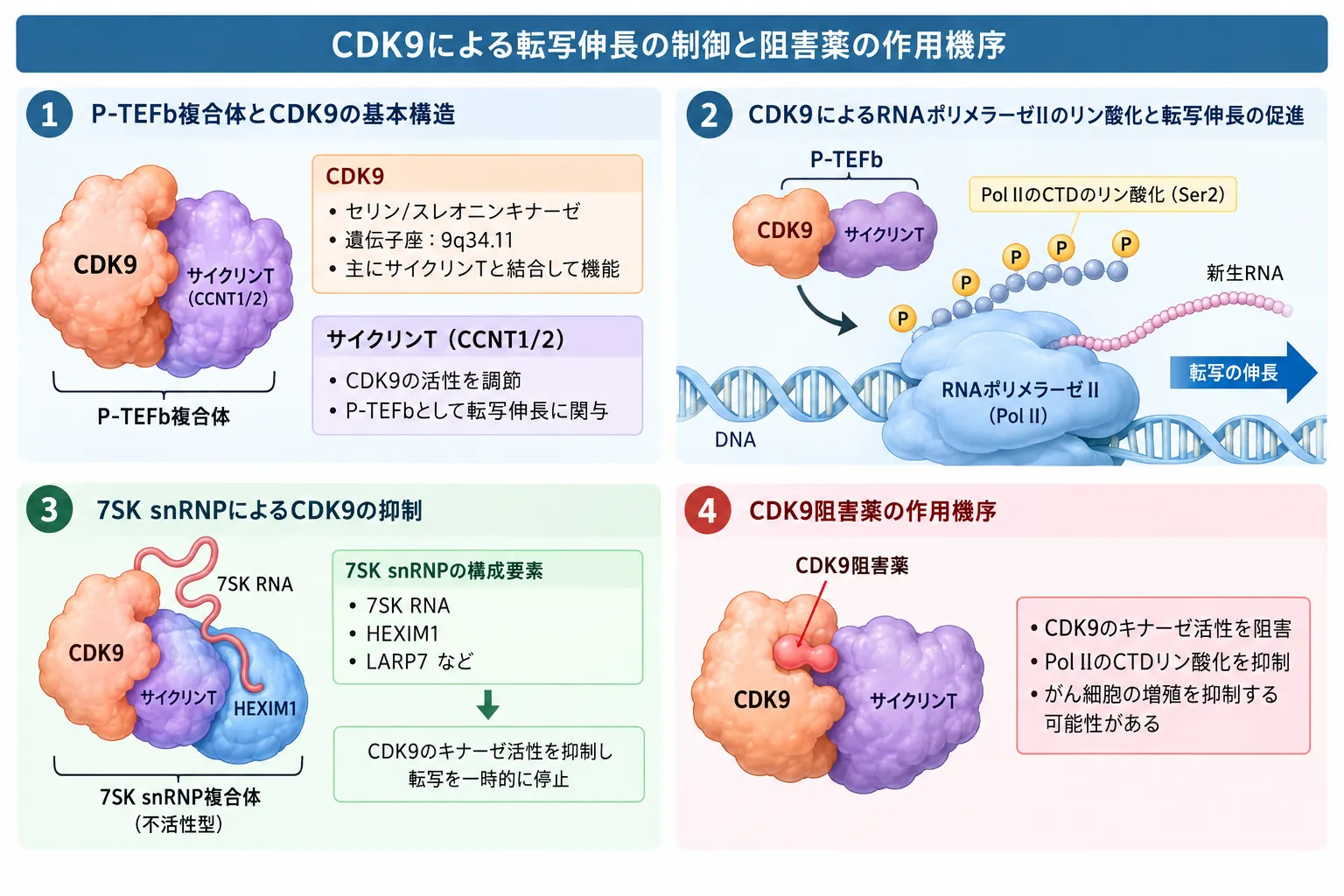 CDK9とサイクリンTによるP-TEFb形成、RNAポリメラーゼIIの転写伸長、7SK snRNPによる抑制、CDK9阻害薬の作用機序を示す模式図
