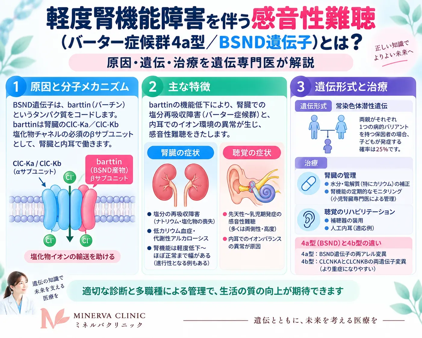 BSND遺伝子による感音難聴とバーター症候群4a型の全体像 軽度腎機能障害を伴う感音性難聴とバーター症候群4a型について、BSND遺伝子、バーチン、腎臓と内耳のClC-Kチャネルの関係をまとめたインフォグラフィック