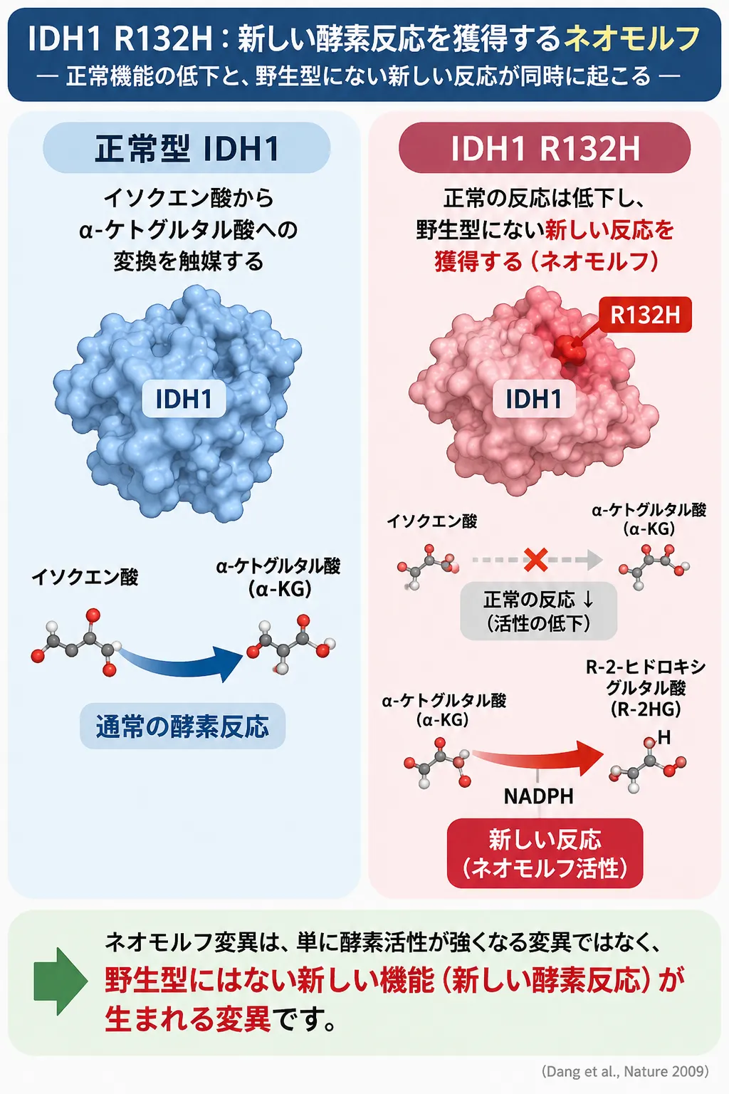 正常型IDH1ではイソクエン酸からα-ケトグルタル酸への通常の酵素反応が起こる一方、IDH1 R132H変異では正常活性が低下し、α-ケトグルタル酸からR-2-ヒドロキシグルタル酸(R-2HG)を産生する新しい酵素反応を獲得するネオモルフ変異の仕組みを比較した模式図