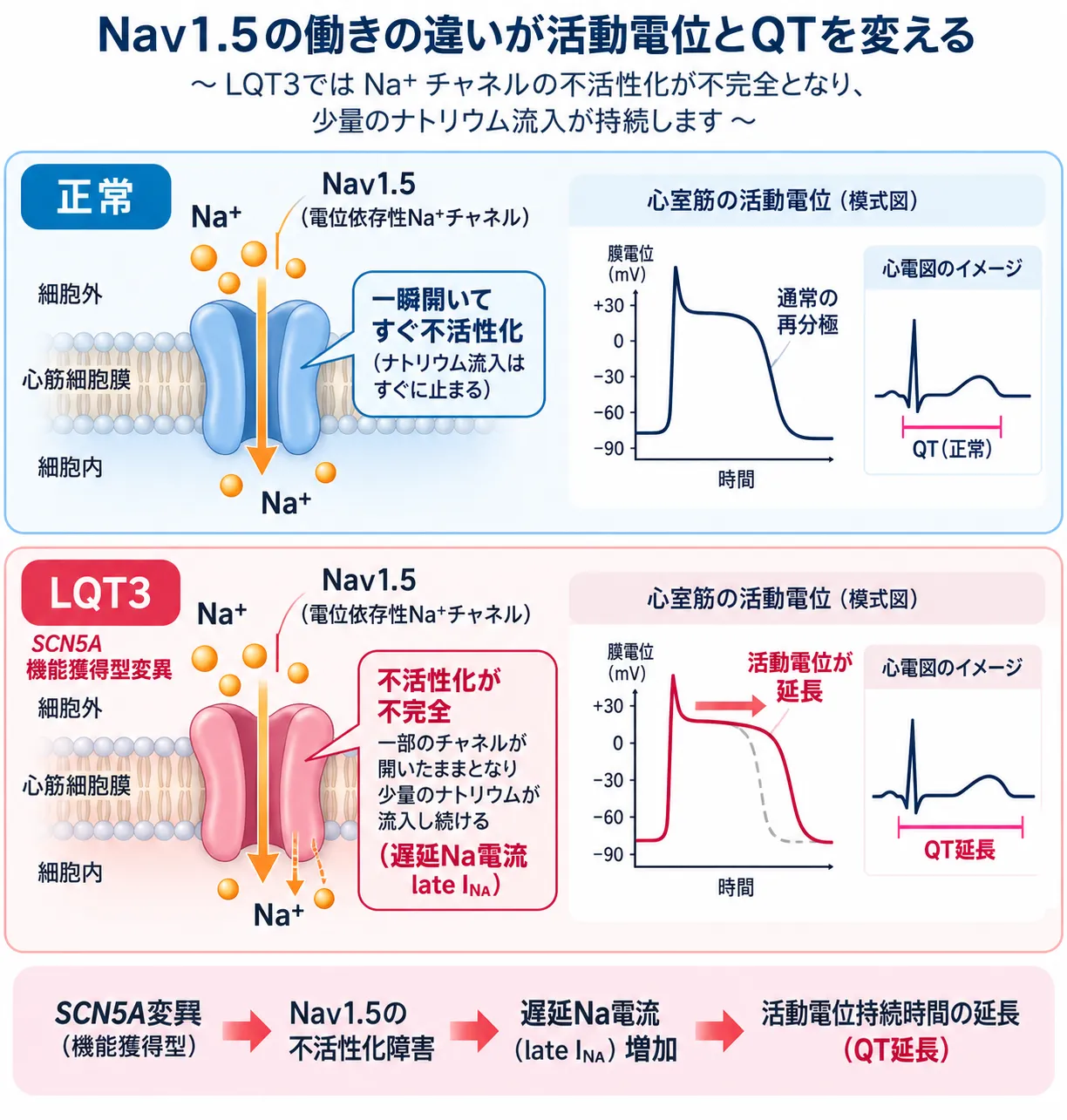 正常なNaV1.5ではNa⁺流入後に速やかに不活性化する一方、LQT3ではSCN5A機能獲得型変異により不活性化が障害され、遅延Na電流が増加して活動電位持続時間とQT時間が延長する仕組みを比較した模式図
