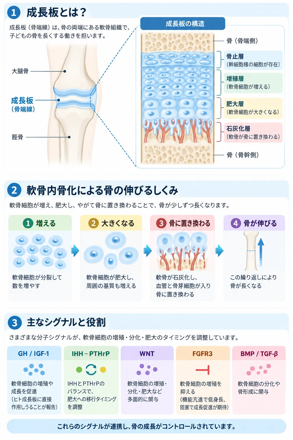 成長板の構造と軟骨内骨化による骨の伸長を示す模式図。静止層・増殖層・肥大層・石灰化層の構造、軟骨細胞の増殖・肥大から血管侵入と骨への置換に至る流れ、GH/IGF-1、IHH-PTHrP、WNT、FGFR3、BMP/TGF-βによる調節を示す。