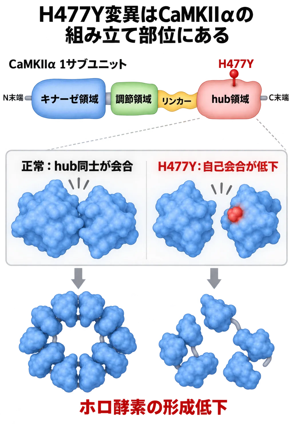 CaMKIIαのキナーゼ領域、調節領域、リンカー、hub領域の配置と、hub領域のH477Y変異によって自己会合とホロ酵素形成が低下する仕組み