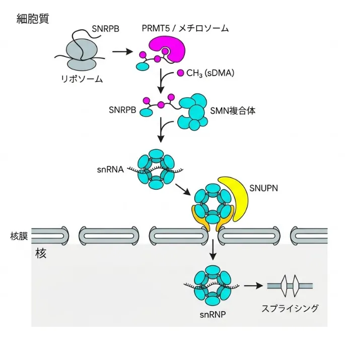 SNRPBの生合成と核内輸送の流れを示した図解。細胞質でリボソームから翻訳されたSNRPBがPRMT5／メチロソームによってメチル化（sDMA）を受け、SMN複合体に受け渡されてsnRNA上にSmコアリングが組み立てられ、SNUPNによって核膜孔を通って核内へ輸送され、snRNPとしてスプライシングに働くまでの過程
