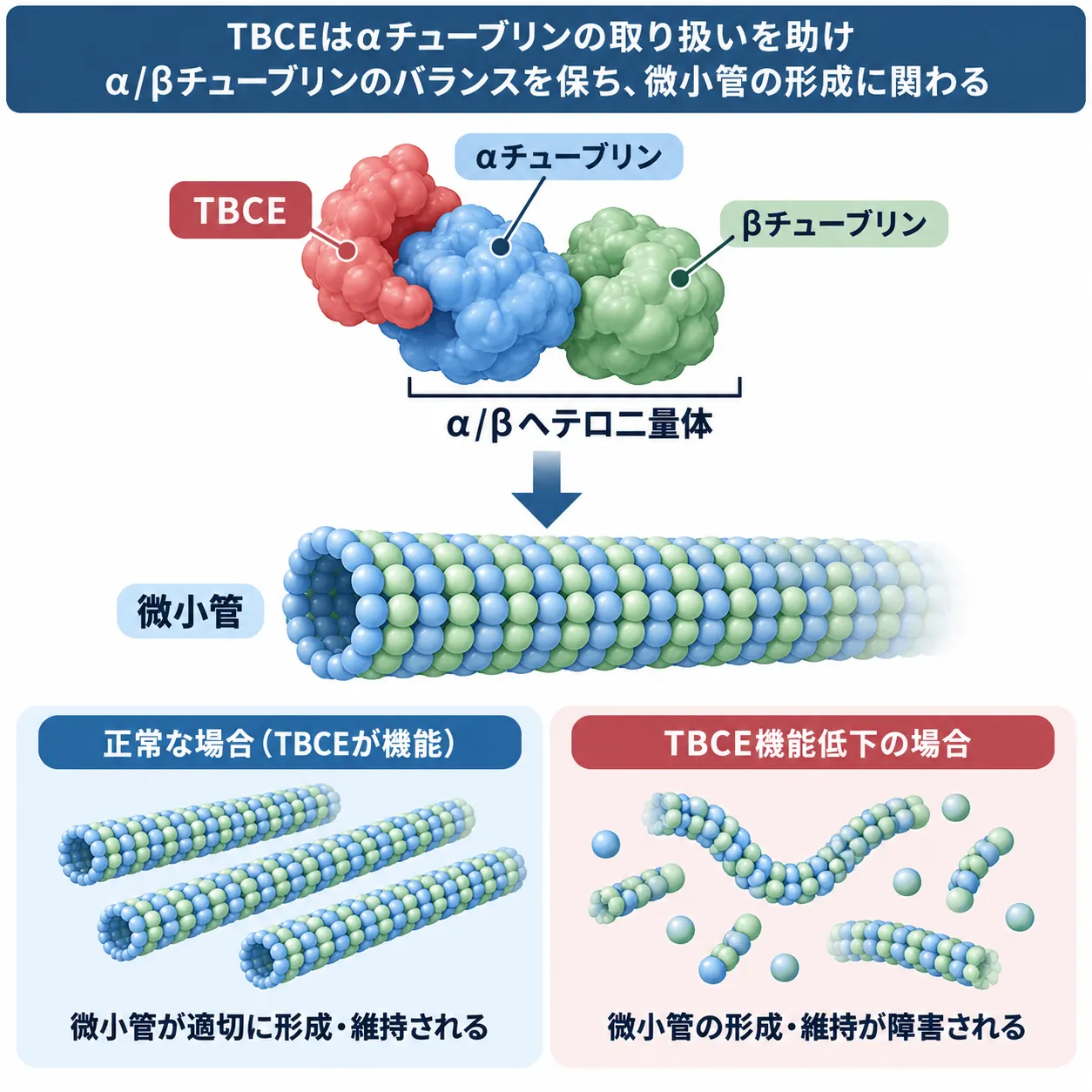 TBCEがαチューブリンの取り扱いを助けてα/βチューブリンヘテロ二量体と微小管の形成・維持を支え、TBCE機能低下によって微小管形成・維持が障害される仕組みを正常状態と比較した模式図