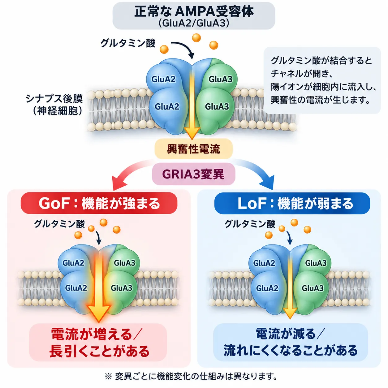 GRIA3変異によるAMPA受容体GluA2/GluA3の機能変化を示す模式図。正常ではグルタミン酸結合により興奮性電流が生じ、GoF型では電流が増強・長期化し、LoF型では電流が減弱する