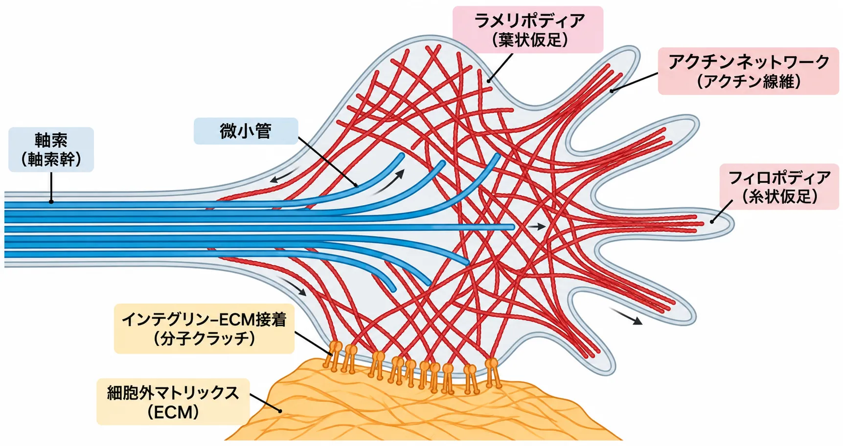 成長円錐の模式図。左から伸びる軸索(軸索幹)の先端が扇状に広がり、青い微小管が軸索から先端へ伸び、赤いアクチン線維がラメリポディア(葉状仮足)とフィロポディア(糸状仮足)を形づくる。先端下面ではオレンジ色のインテグリンが細胞外マトリックス(ECM)と接着し、分子クラッチを形成している。