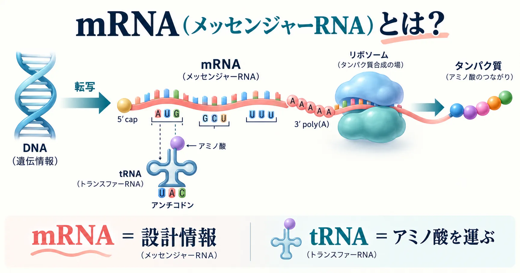 mRNA（メッセンジャーRNA）とは：転写・構造・翻訳の流れ（インフォグラフィック）