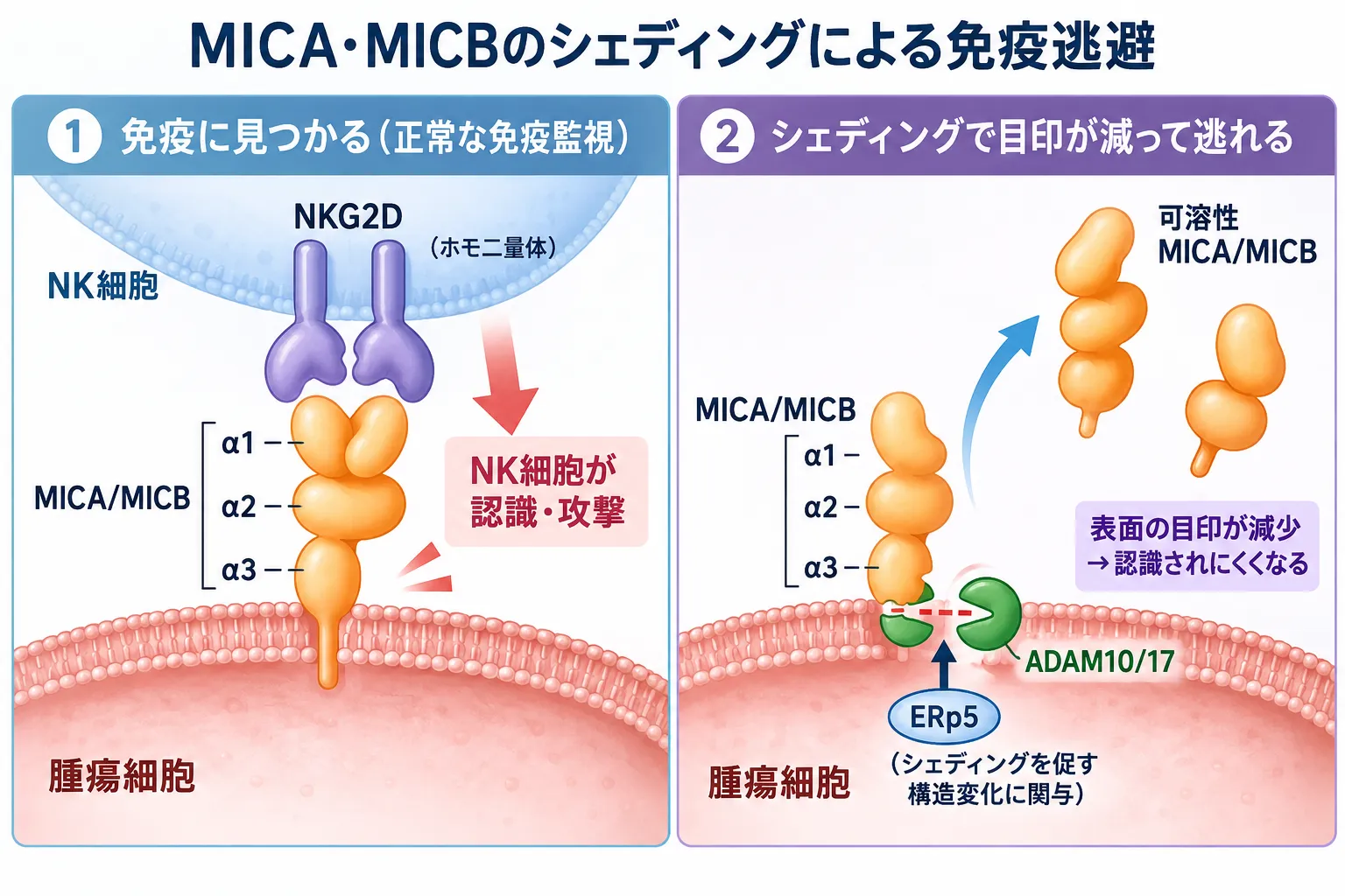 MICA・MICBが腫瘍細胞表面でNKG2Dに認識されNK細胞の攻撃につながる状態と、ERp5およびADAM10・ADAM17によるシェディングで可溶性MICA・MICBが放出され、表面の目印が減少して免疫認識を逃れる仕組みを比較した模式図