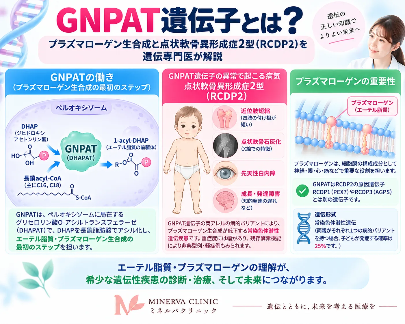GNPAT遺伝子とプラズマローゲン生合成経路の概要をまとめたインフォグラフィック