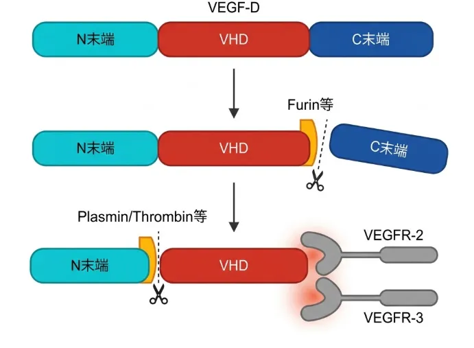 VEGF-Dの2段階活性化を示す図。上段は不活性な前駆体で、N末端・VHD（VEGF相同ドメイン）・C末端が一列に並ぶ。中段はフリン等によりC末端プロペプチドが切り離された状態。下段はプラスミンやトロンビン等によりN末端プロペプチドも切断され、成熟したVHDが受容体VEGFR-2とVEGFR-3に結合して活性化する様子を示す。
