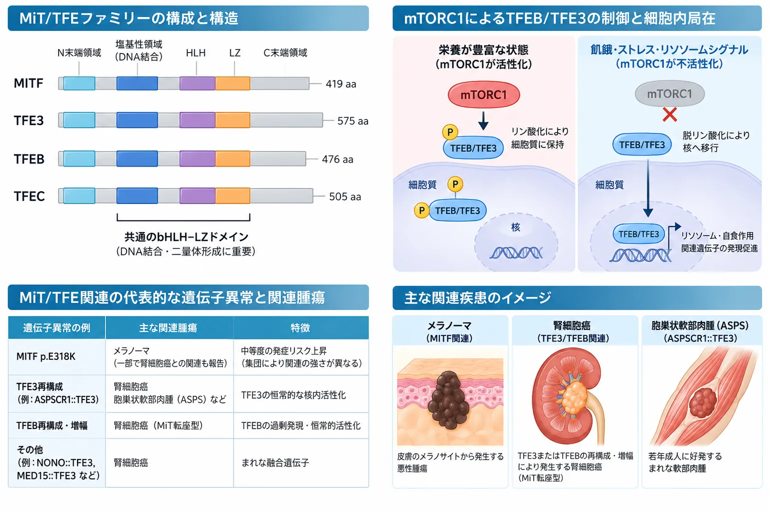 MiT/TFEファミリー（MITF・TFE3・TFEB・TFEC）の共通bHLH-Zip構造、mTORC1によるTFEB・TFE3のリン酸化と核移行制御、MITF p.E318KやTFE3・TFEB再構成とメラノーマ・腎細胞癌・胞巣状軟部肉腫との関連を示す模式図