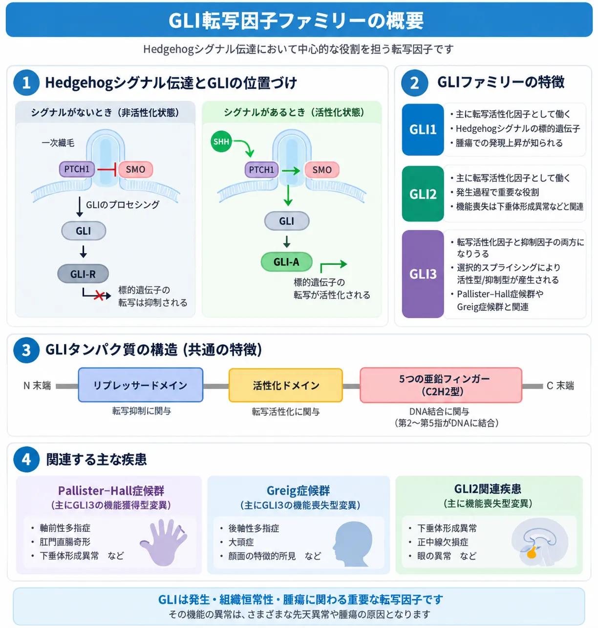 GLI転写因子ファミリーの概要を示す模式図。Hedgehogシグナルの有無によるPTCH1・SMO・GLIの制御、GLI1・GLI2・GLI3の役割、GLIタンパク質の構造、Pallister-Hall症候群・Greig症候群・GLI2関連疾患との関係を示す。