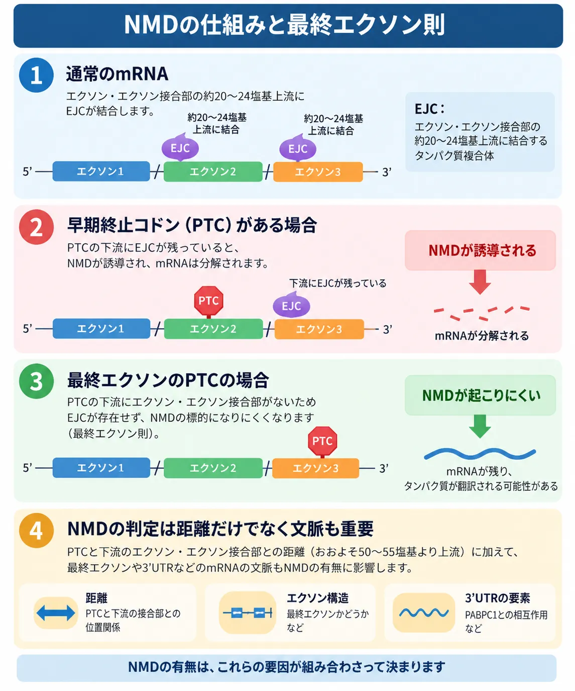NMDの仕組みと最終エクソン則を示す模式図。通常のmRNAではエクソン接合部の約20〜24塩基上流にEJCが結合し、PTCの下流にEJCが残る場合はNMDによるmRNA分解が起こりやすい。一方、最終エクソン内のPTCでは下流にEJCが存在せずNMDを回避しやすいこと、NMDの判定にはPTCと接合部の距離、エクソン構造、3′UTRなどの文脈も影響することを示す。