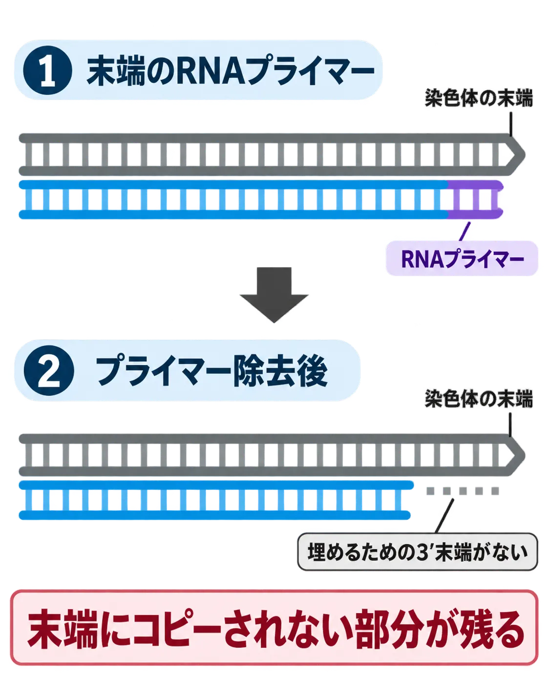 染色体末端のラギング鎖でRNAプライマーを除去すると、通常のDNA複製では埋められない部分が残ることを示す模式図