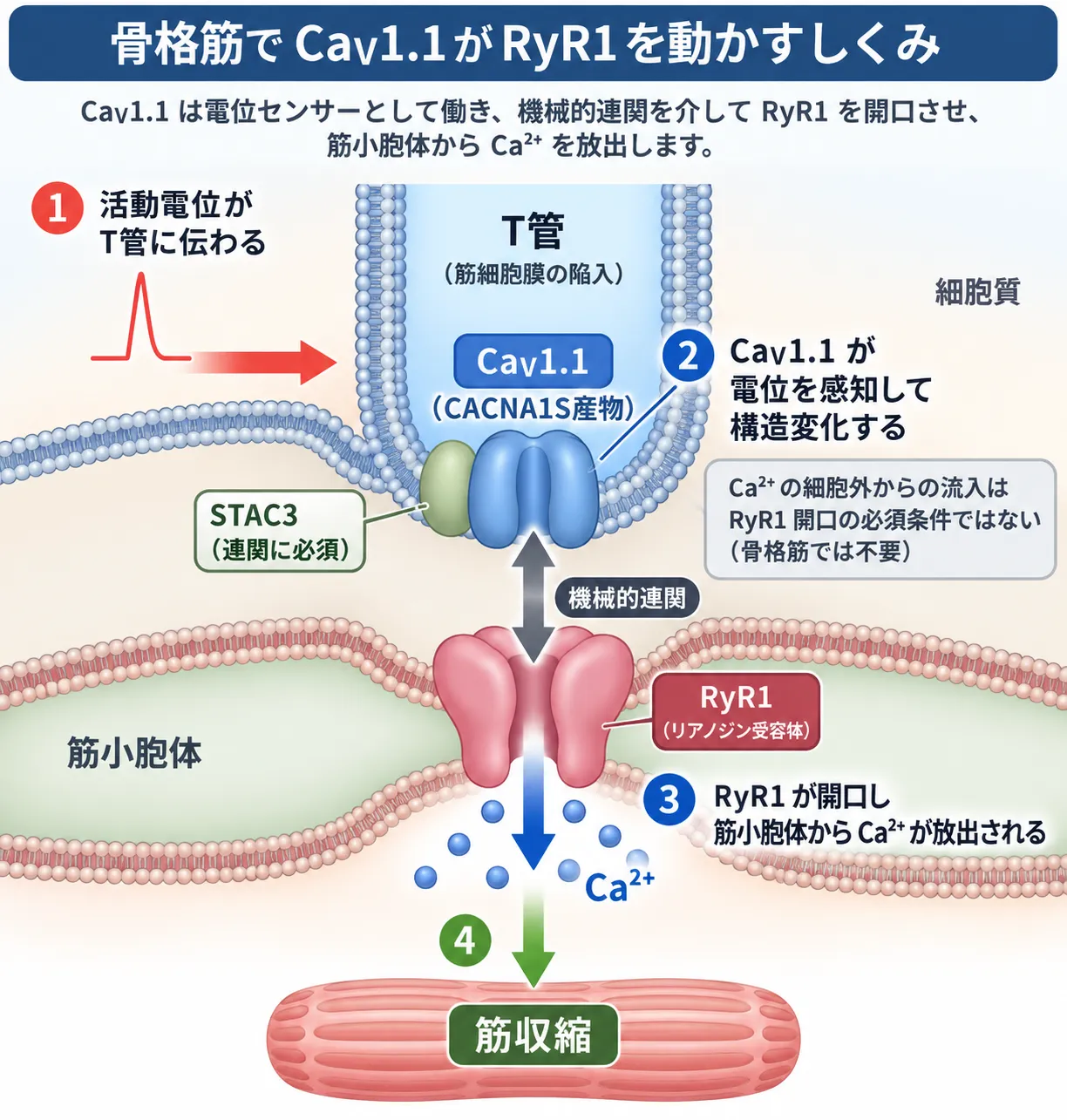 骨格筋のT管膜にあるCaV1.1が活動電位を感知し、STAC3を介した機械的連関によって筋小胞体のRyR1を開口させ、Ca2+放出から筋収縮へ至る興奮収縮連関を示す模式図