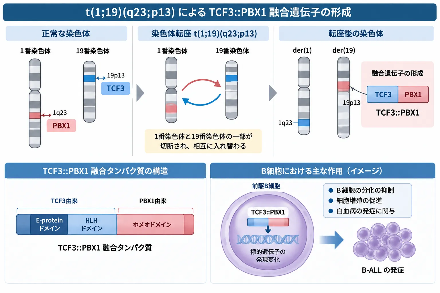 t(1;19)(q23;p13)染色体転座によるTCF3::PBX1融合遺伝子の形成機序を示す模式図。1番染色体のPBX1と19番染色体のTCF3が転座して融合遺伝子を形成し、TCF3由来の転写活性化領域とPBX1由来のホメオドメインを持つ融合タンパク質が異常な遺伝子発現を引き起こしてB細胞性急性リンパ性白血病(B-ALL)の発症に関与する流れを示す
