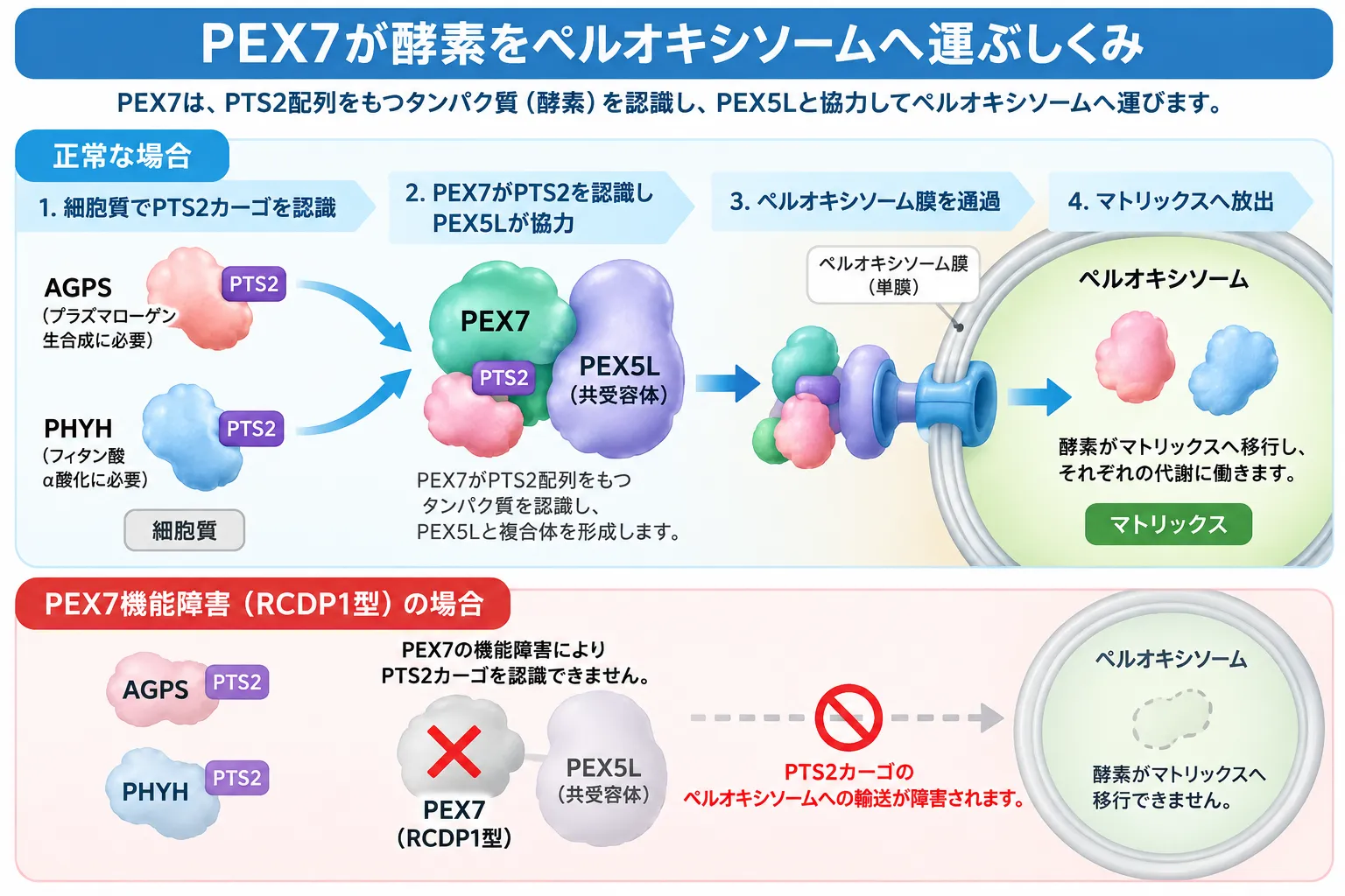 PEX7がPTS2配列を持つAGPSやPHYHを認識し、PEX5Lと協力してペルオキシソームへ輸送する正常経路と、RCDP1型でPEX7機能障害によりPTS2タンパク質の輸送が障害される仕組みを示した模式図