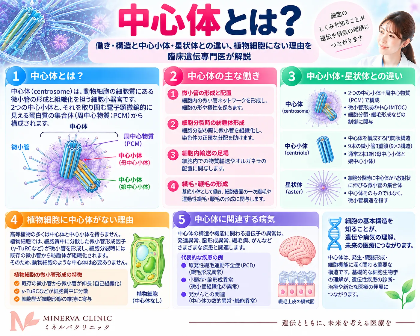 中心体の構造と働きのインフォグラフィック(中心小体・微小管・星状体)