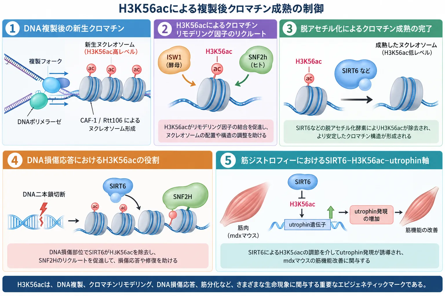 H3K56acによる複製後クロマチン成熟とDNA損傷応答の制御 H3K56acによるDNA複製後のクロマチン成熟、ISW1・SNF2hによるリモデリング、SIRT6による脱アセチル化、DNA損傷応答、筋ジストロフィーでのSIRT6-H3K56ac-utrophin軸を示す模式図