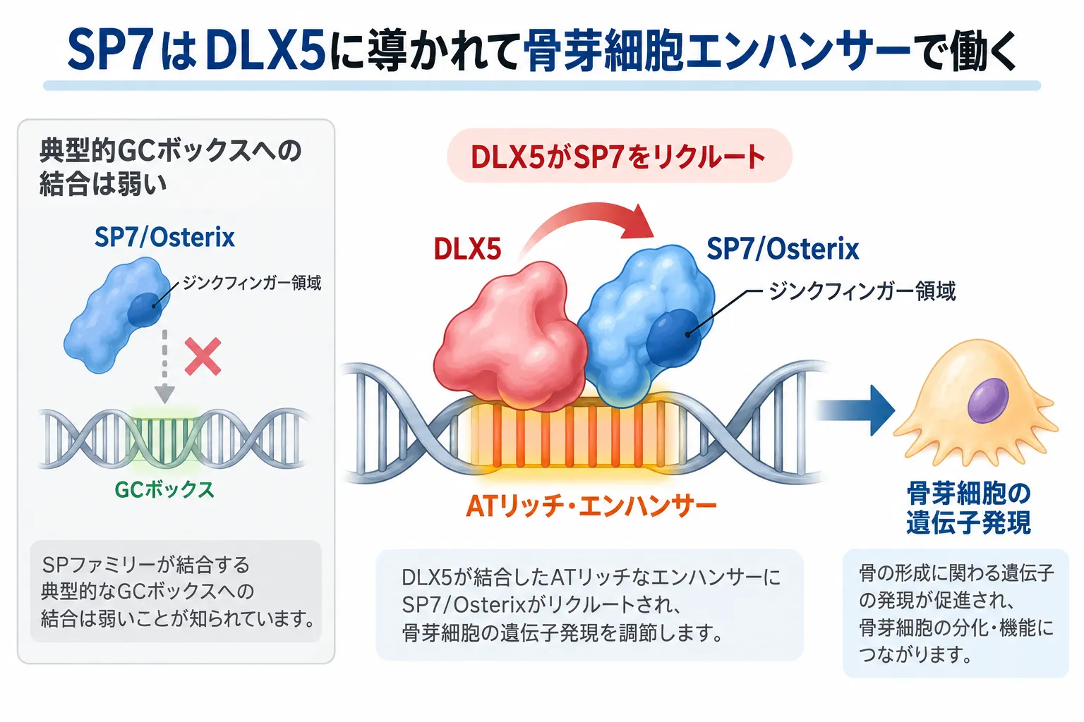 SP7（Osterix）は典型的なGCボックスへの結合が弱く、DLX5に導かれてATリッチな骨芽細胞エンハンサーにリクルートされ、骨形成に関わる遺伝子発現を調節する仕組みを示す模式図