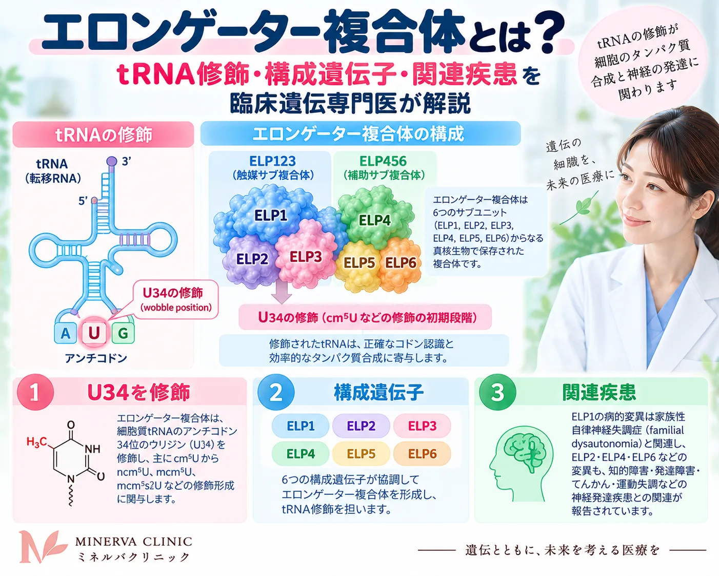 エロンゲーター複合体の構造とtRNAウォブル位U34修飾、ELP1〜ELP6および関連疾患の要点を示したインフォグラフィック