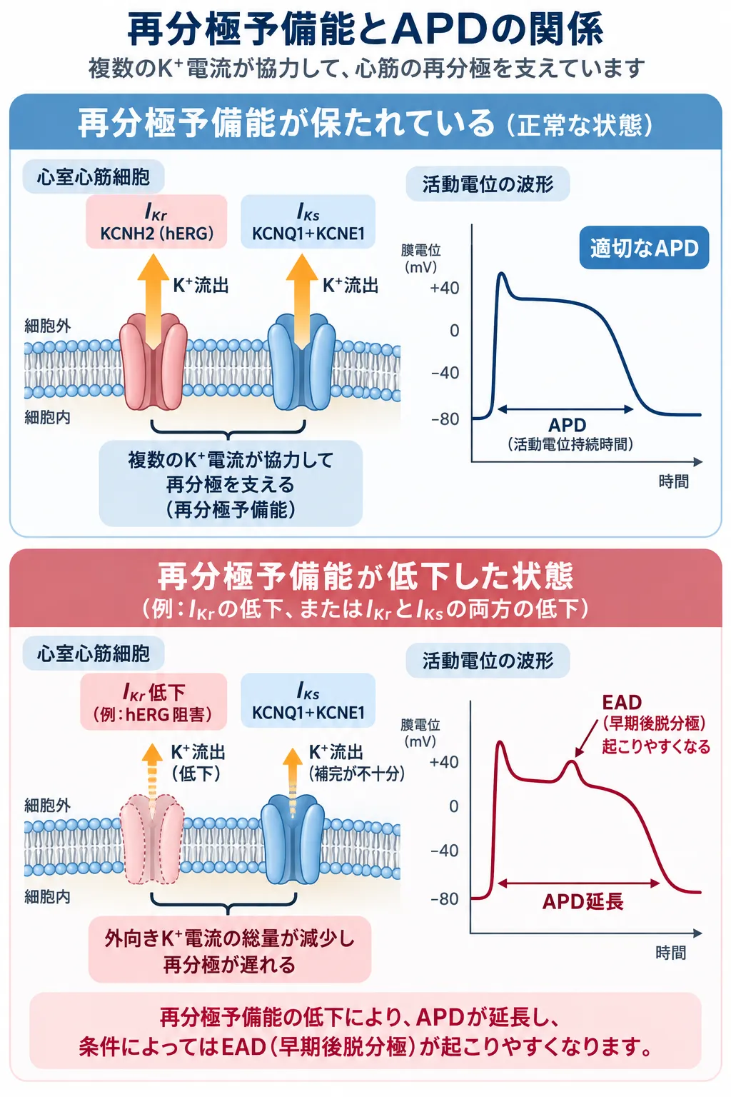 心室心筋細胞でIKr（KCNH2／hERG）とIKs（KCNQ1＋KCNE1）がK⁺流出を担って再分極予備能を支える正常状態と、IKr低下などで外向きK⁺電流が減少してAPD延長と早期後脱分極（EAD）が起こりやすくなる状態を比較した模式図