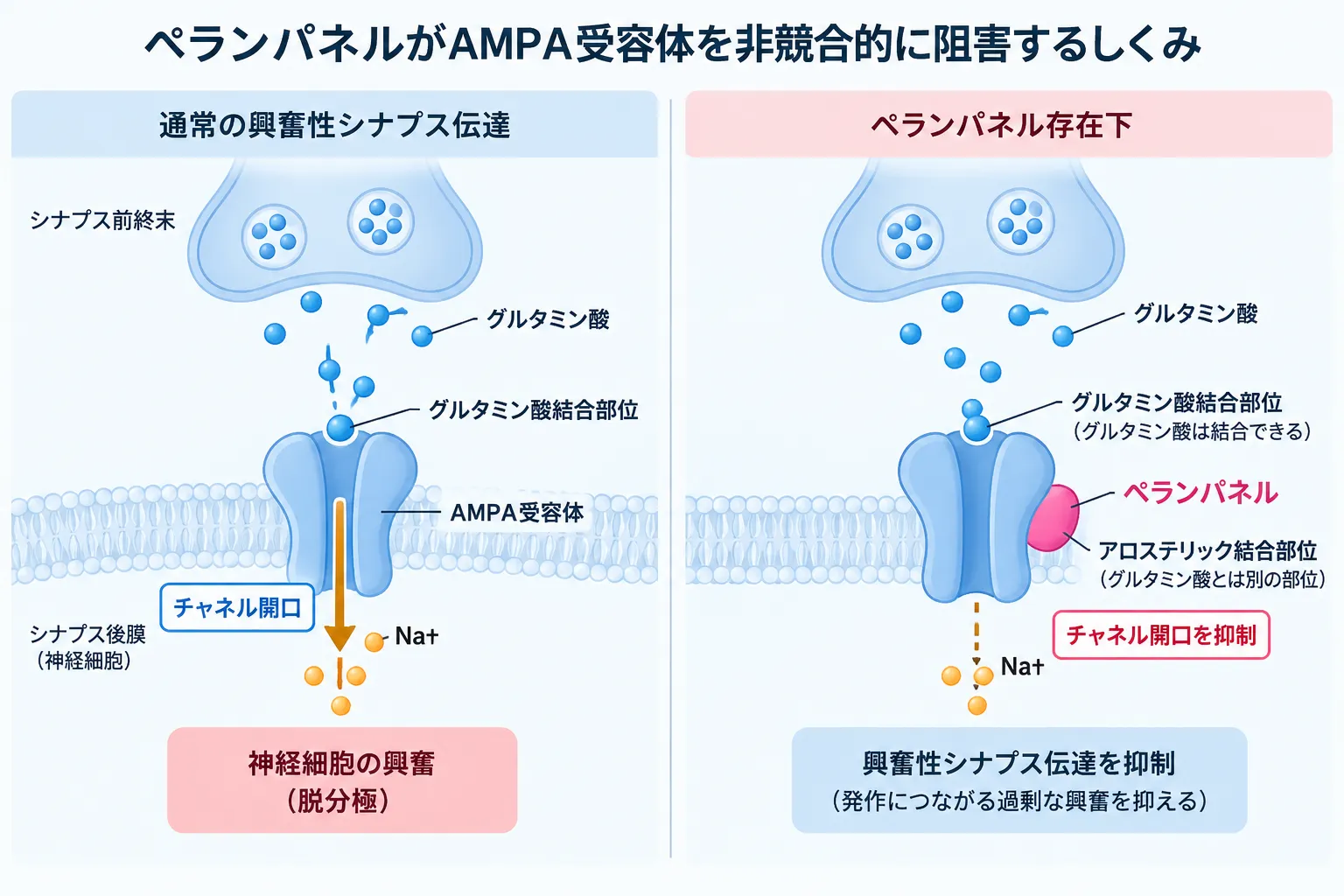 ペランパネルによるAMPA受容体の非競合的阻害を示す模式図。通常はグルタミン酸がAMPA受容体に結合するとチャネルが開口してNa+が流入し神経細胞が興奮するが、ペランパネルは別のアロステリック部位に結合してチャネル開口を抑え、興奮性シナプス伝達を抑制する。