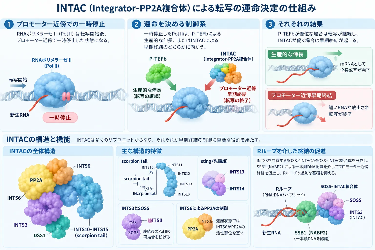 INTAC（Integrator-PP2A複合体）がRNAポリメラーゼIIのプロモーター近傍一時停止から、P-TEFbによる生産的伸長またはINTACによる早期終結へ転写を制御する仕組みと、PP2A・INTSサブユニット・SOSS・Rループとの関係を示す模式図