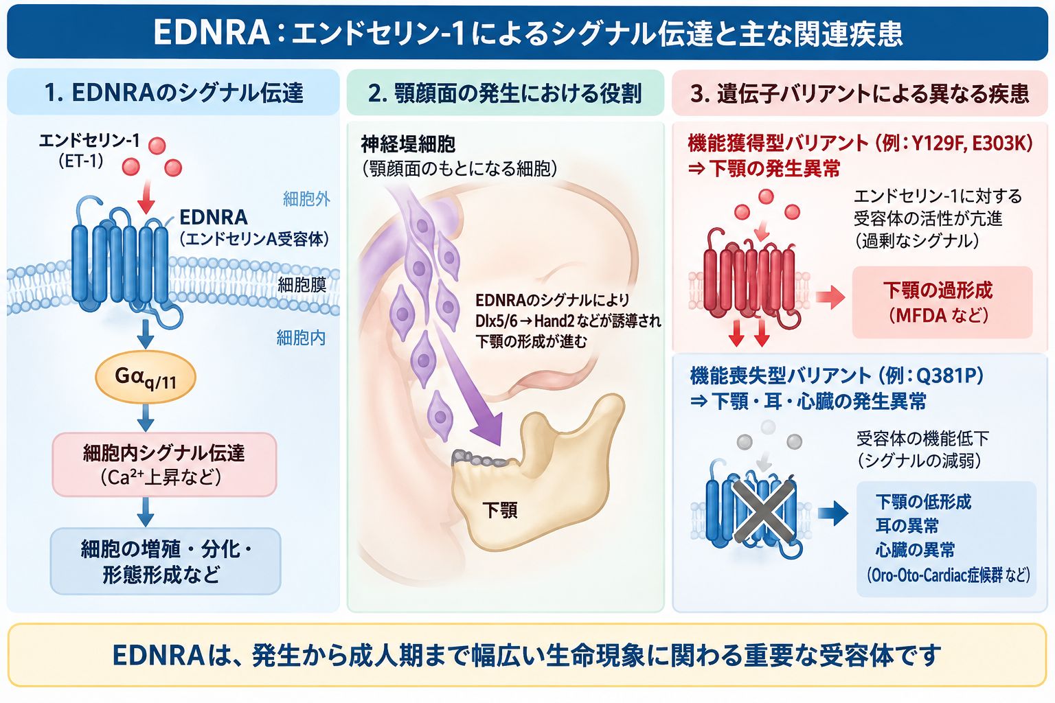 EDNRAの正常なシグナル伝達と機能獲得・機能喪失バリアントによる疾患の比較 EDNRAにエンドセリン1(ET-1)が結合してGαq/11を介した細胞内シグナルを伝え、顎顔面や血管などの発生・機能に関与する正常な働きと、機能獲得型・機能喪失型バリアントによる疾患の違いを比較した模式図