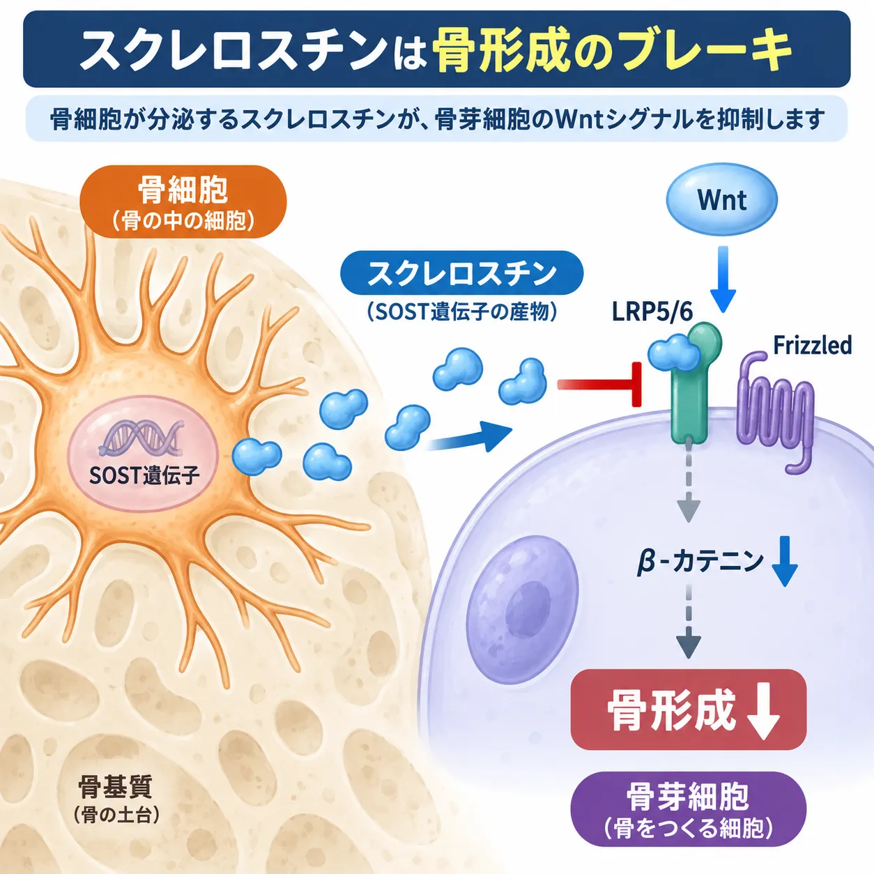 骨細胞から分泌されたSOST遺伝子産物スクレロスチンが骨芽細胞のLRP5/6に作用してWntシグナルを抑制し、β-カテニン経路の低下を介して骨形成を抑える仕組みを示す模式図