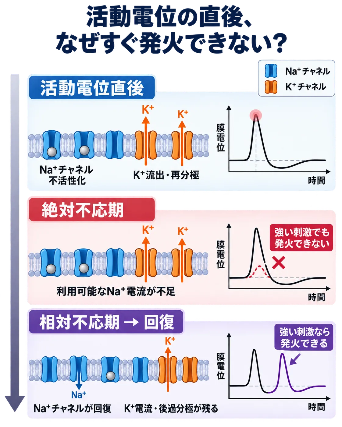 活動電位後の絶対不応期・相対不応期の仕組み 活動電位後のNa⁺チャネル不活性化と回復、K⁺流出により絶対不応期から相対不応期へ移行する仕組み