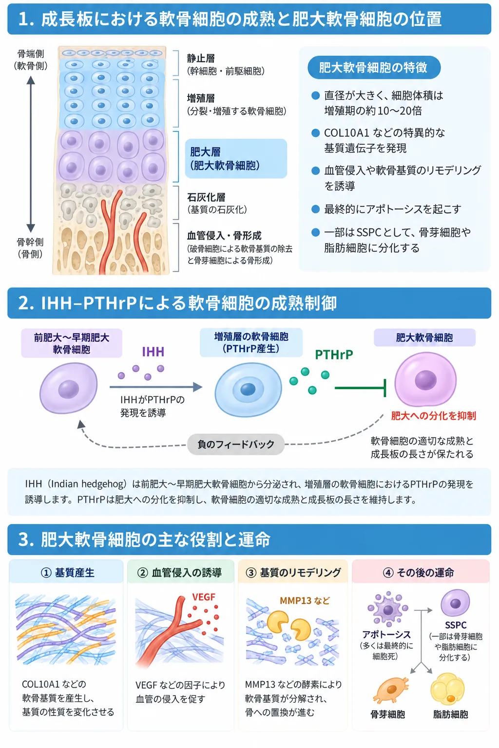 肥大軟骨細胞の位置・成熟制御・役割を示す模式図。成長板における静止層、増殖層、肥大層、石灰化層、血管侵入・骨形成への流れ、IHH-PTHrPによる軟骨細胞の成熟制御、COL10A1などの基質産生、VEGFによる血管侵入、MMP13などによる基質リモデリング、肥大軟骨細胞の細胞死やSSPCを介した骨芽細胞・脂肪細胞への分化を示す。