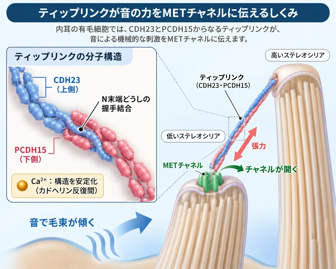 内耳有毛細胞のティップリンクを構成するCDH23とPCDH15の位置関係と、音でステレオシリアが傾くことで張力が生じ、METチャネルが開く仕組みを示した模式図