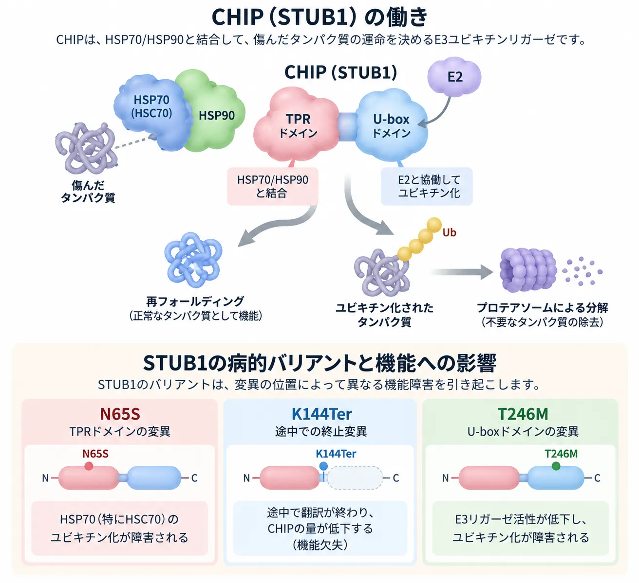 STUB1遺伝子がコードするCHIPの分子機構と病的バリアントの影響を示す模式図。CHIPのTPRドメインがHSP70・HSC70・HSP90と結合し、U-boxドメインがE2と協働してタンパク質をユビキチン化し、再フォールディングまたはプロテアソーム分解へ振り分ける仕組みと、N65S・K144Ter・T246Mによる機能障害を示す。