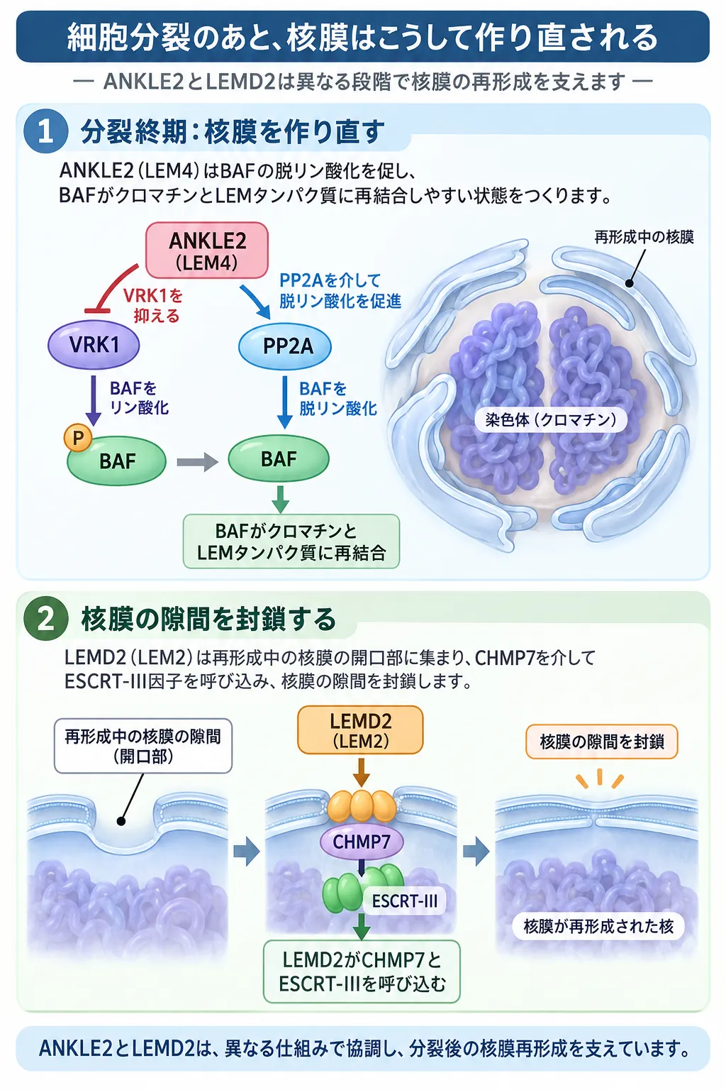 細胞分裂後の核膜再形成で、ANKLE2がBAFの脱リン酸化を促してクロマチンとLEMタンパク質への再結合を助け、LEMD2がCHMP7とESCRT-IIIを呼び込んで核膜の隙間を封鎖する仕組み