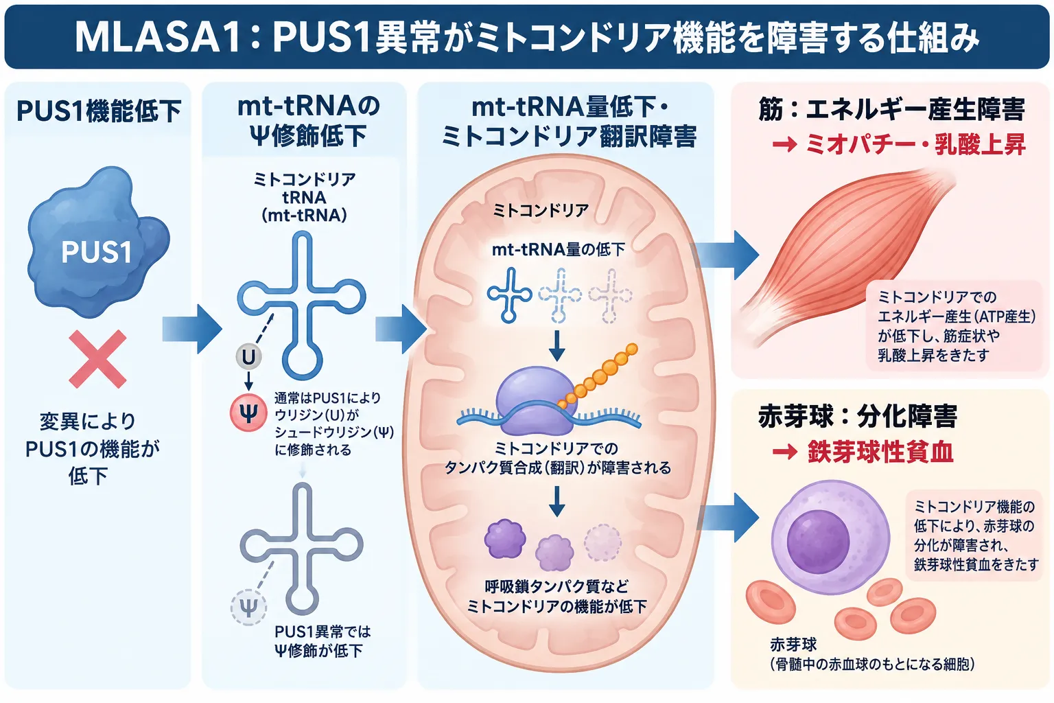 PUS1機能低下によりミトコンドリアtRNAのシュードウリジン修飾が低下し、mt-tRNA量とミトコンドリア翻訳が障害され、ミオパチー・乳酸上昇と赤芽球分化障害による鉄芽球性貧血に至るMLASA1の発症機序を示す模式図