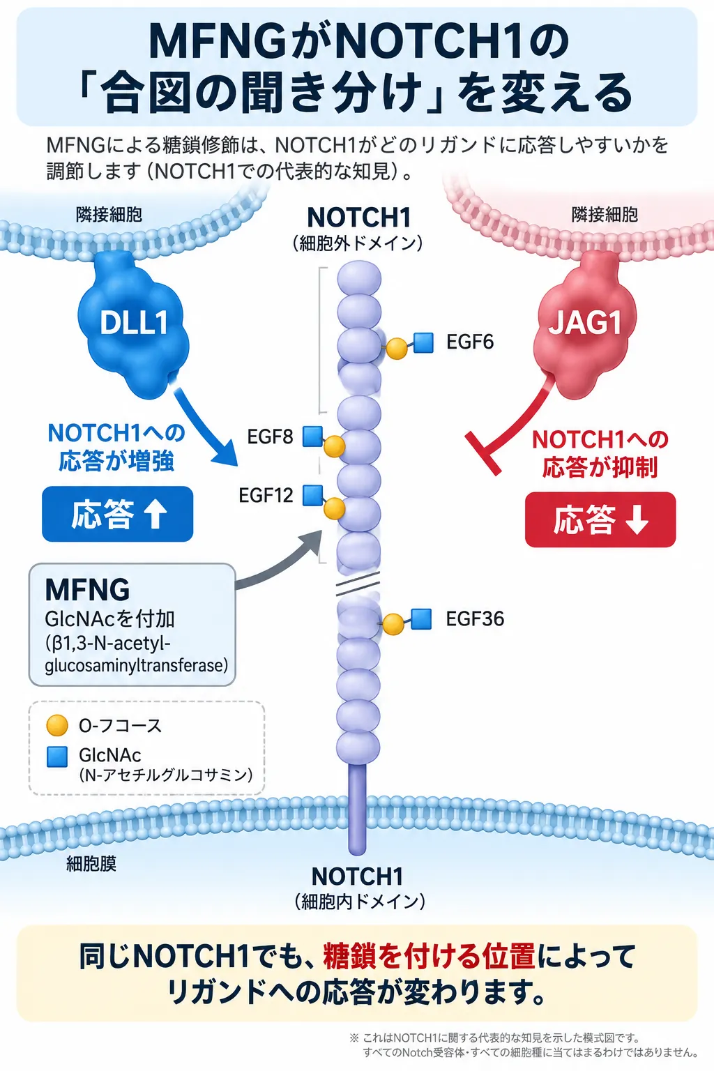 MFNGによるNOTCH1糖鎖修飾とDLL1・JAG1応答の調節 MFNGがNOTCH1のO-フコース糖鎖にGlcNAcを付加し、DLL1への応答を増強する一方でJAG1への応答を抑制するリガンド選択性を示す模式図