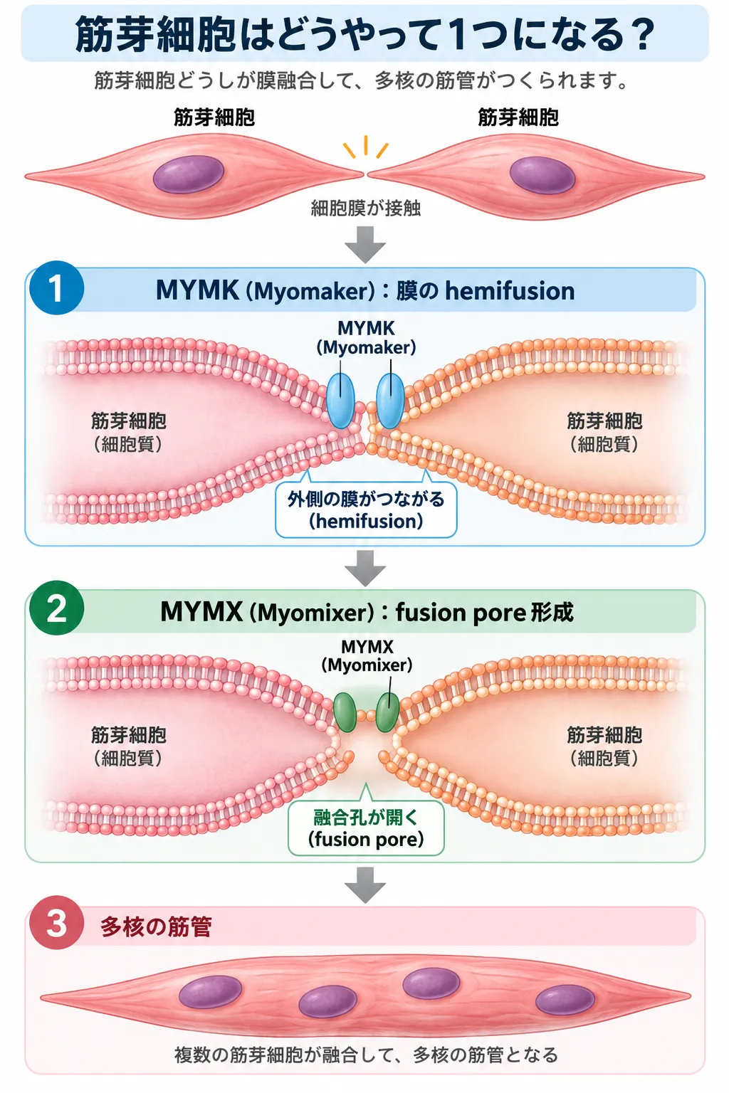筋芽細胞どうしが接触し、MYMK（Myomaker）による膜のhemifusion、MYMX（Myomixer）によるfusion pore形成を経て融合し、多核の筋管になる仕組みを示す模式図