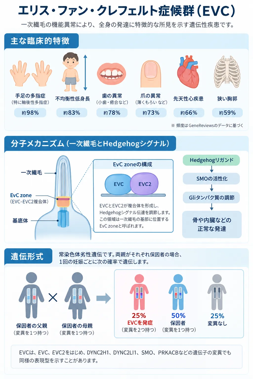 エリス・ファンクレフェルト症候群(EVC)の主な臨床的特徴、一次繊毛のEvC zoneで働くEVC・EVC2複合体とHedgehogシグナル伝達、常染色体潜性遺伝の仕組みを示す模式図。手足の多指症、不均衡性低身長、歯や爪の異常、先天性心疾患、狭い胸郭などの特徴と、保因者同士から生まれる子どもの発症確率25%、保因者50%、変異なし25%を示している。